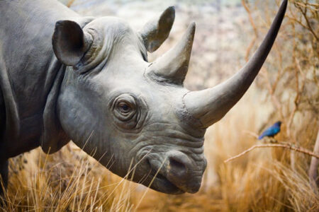 Approaches to Prevent Poaching Image